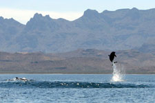 Mexico-Baja-Sea of Cortez Islands Kayaking